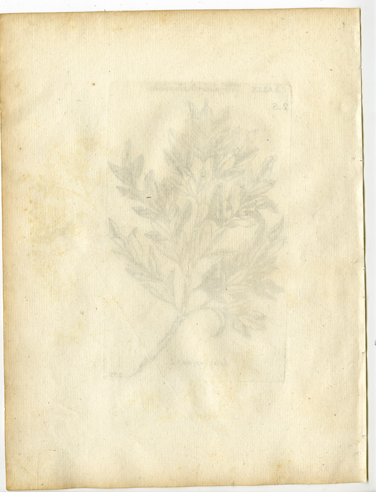 , Rare-Antique Print-SALIX CAPREA-GOAT WILLOW-PUSSY-Belleval-1796, Pictura Antique Prints