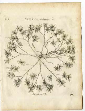 Rare-Antique Print-SALIX GLAUCA-GRAY WILLOW-WHITE-Belleval-1796