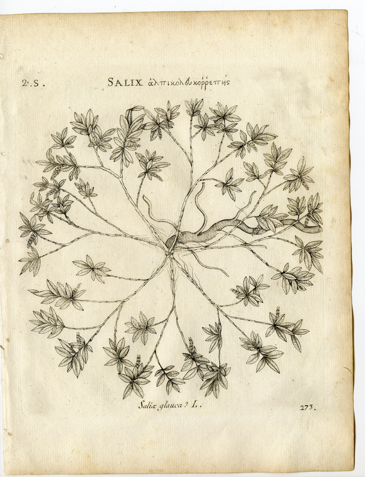 , Rare-Antique Print-SALIX GLAUCA-GRAY WILLOW-WHITE-Belleval-1796, Pictura Antique Prints