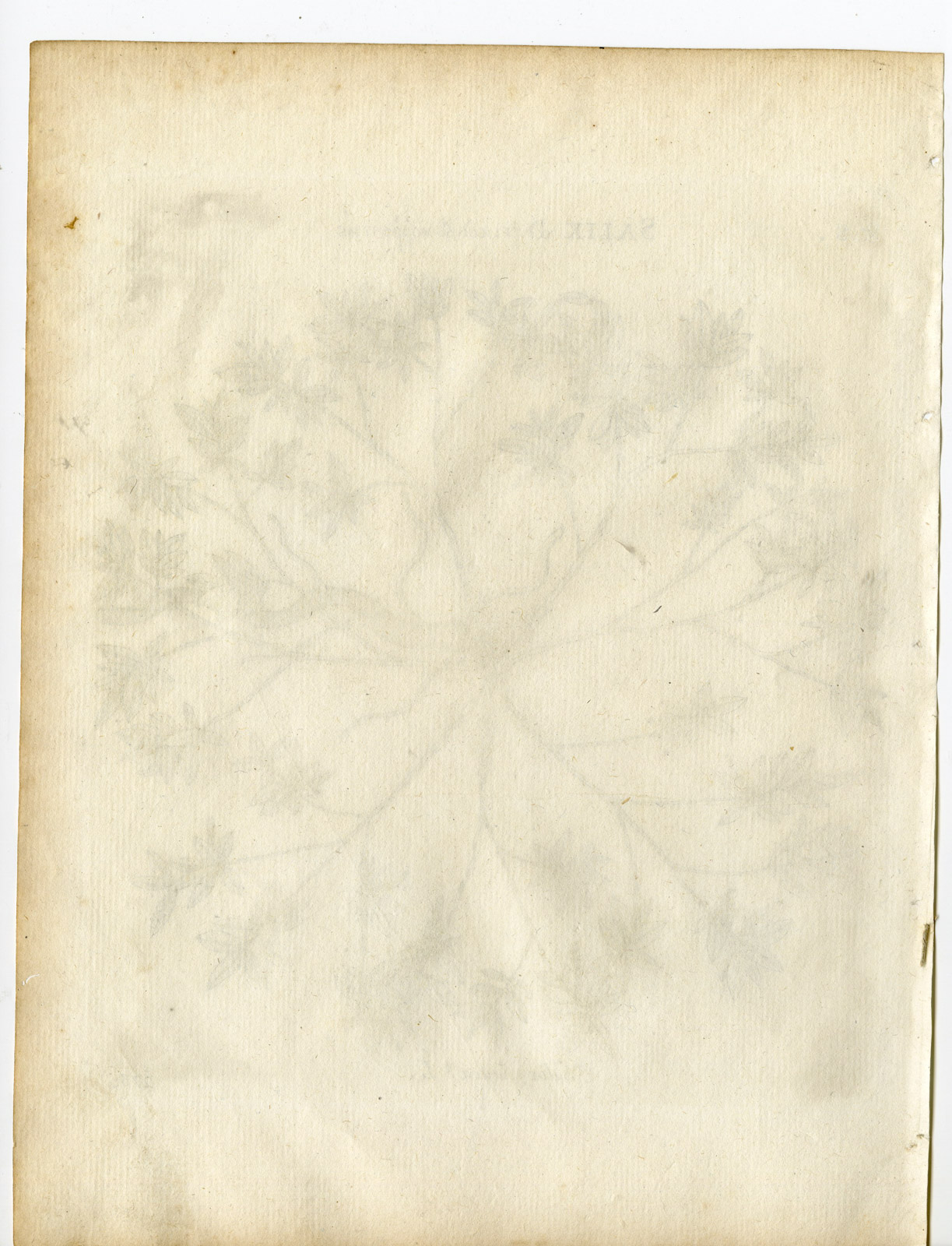 , Rare-Antique Print-SALIX GLAUCA-GRAY WILLOW-WHITE-Belleval-1796, Pictura Antique Prints