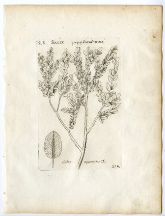 Rare-Antique Print-SALIX MYRSINITES-MYRTLE WILLOW-Belleval-1796