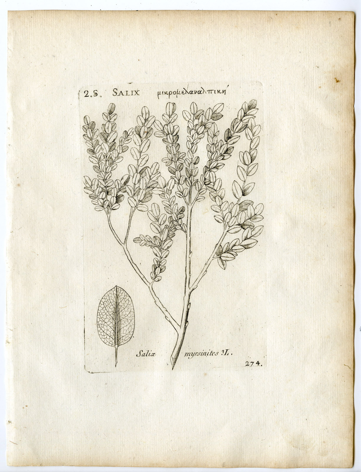 , Rare-Antique Print-SALIX MYRSINITES-MYRTLE WILLOW-Belleval-1796, Pictura Antique Prints