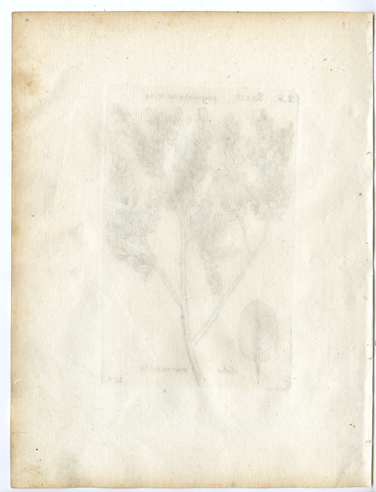, Rare-Antique Print-SALIX MYRSINITES-MYRTLE WILLOW-Belleval-1796, Pictura Antique Prints
