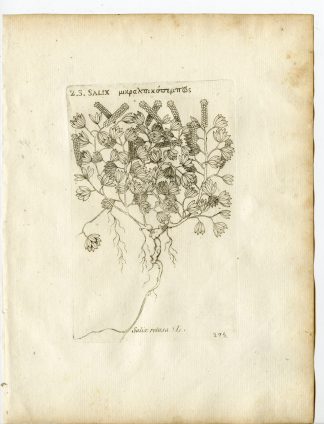 Rare-Antique Print-SALIX RETUSA-DWARF WILLOW-Belleval-1796