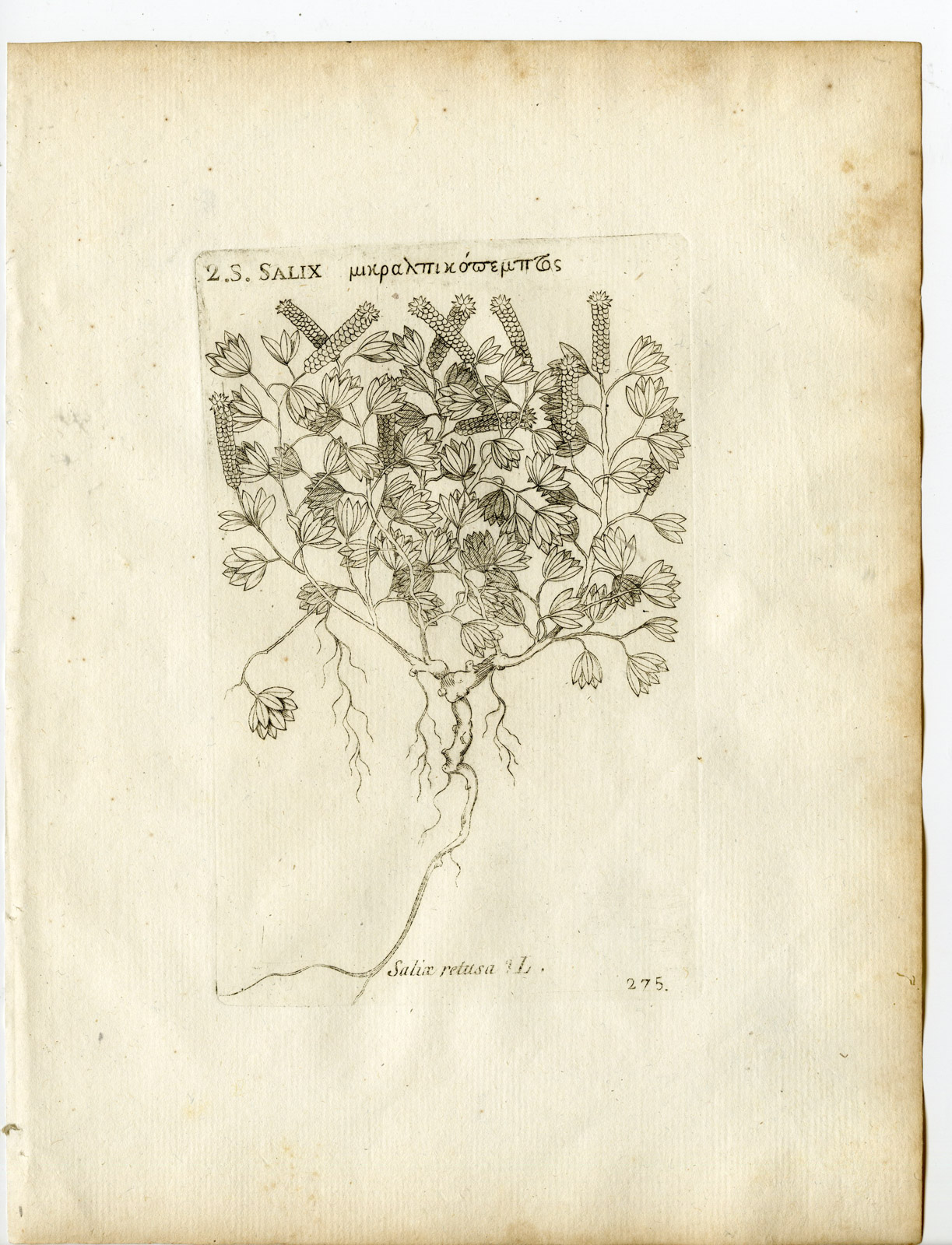 Pco 22448 416x544 Rare-Antique Print-SALIX RETUSA-DWARF WILLOW-Belleval-1796