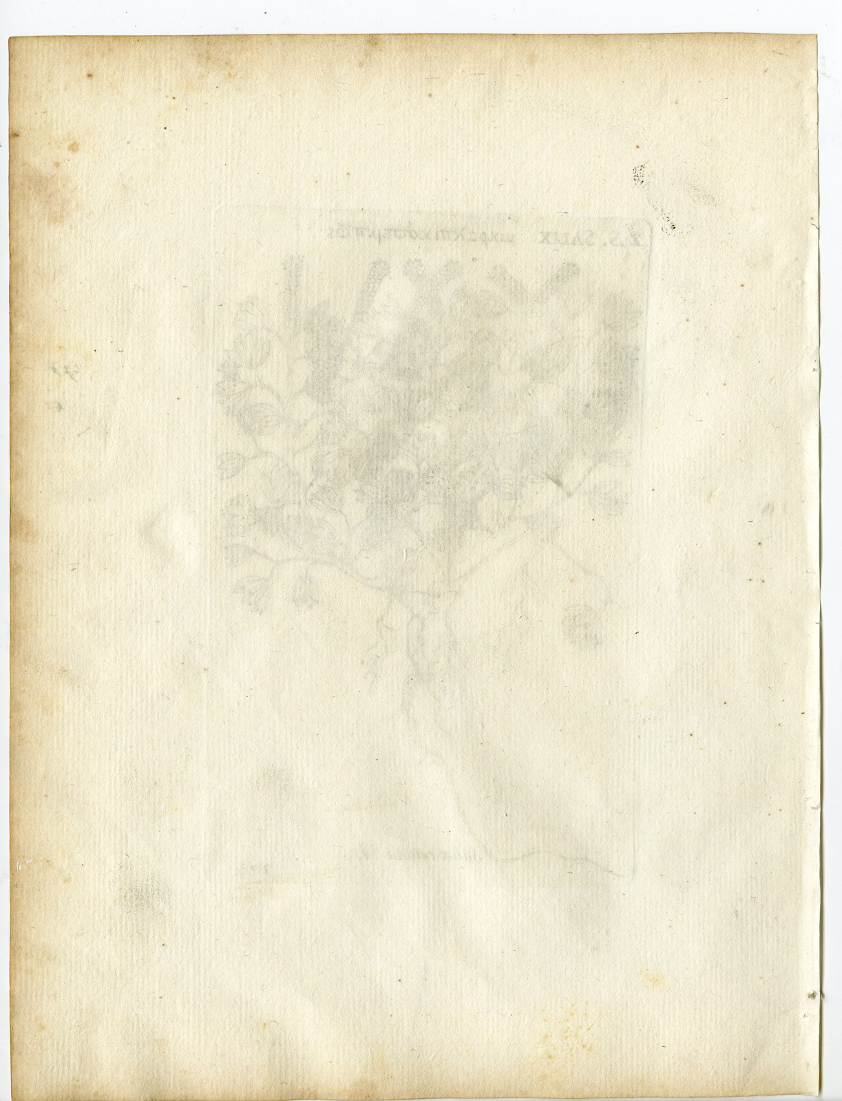 Pco 22449 416x544 Rare-Antique Print-SALIX RETUSA-DWARF WILLOW-Belleval-1796 - Image 2