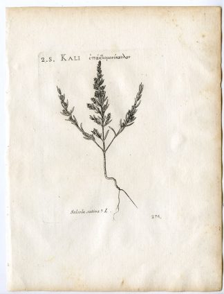 Rare-Antique Print-HALOGETON SATIVUS-BARILLA-Belleval-1796