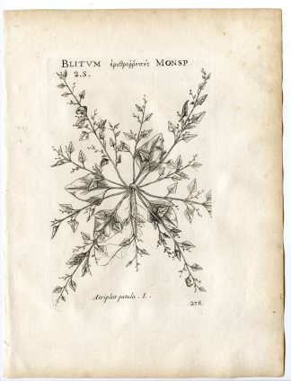 Rare-Antique Print-ATRIPLEX PATULA-SPEAR SALTBUSH-Belleval-1796