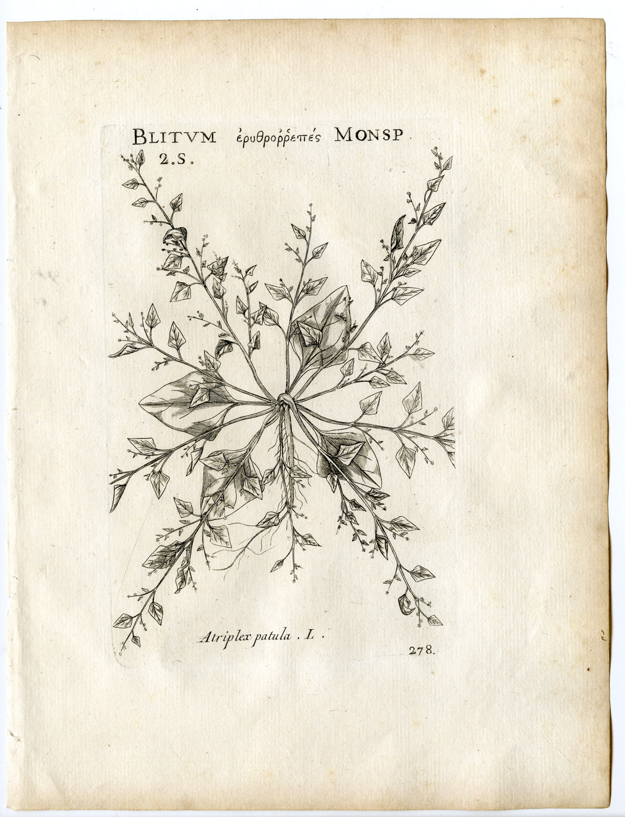 , Rare-Antique Print-ATRIPLEX PATULA-SPEAR SALTBUSH-Belleval-1796, Pictura Antique Prints