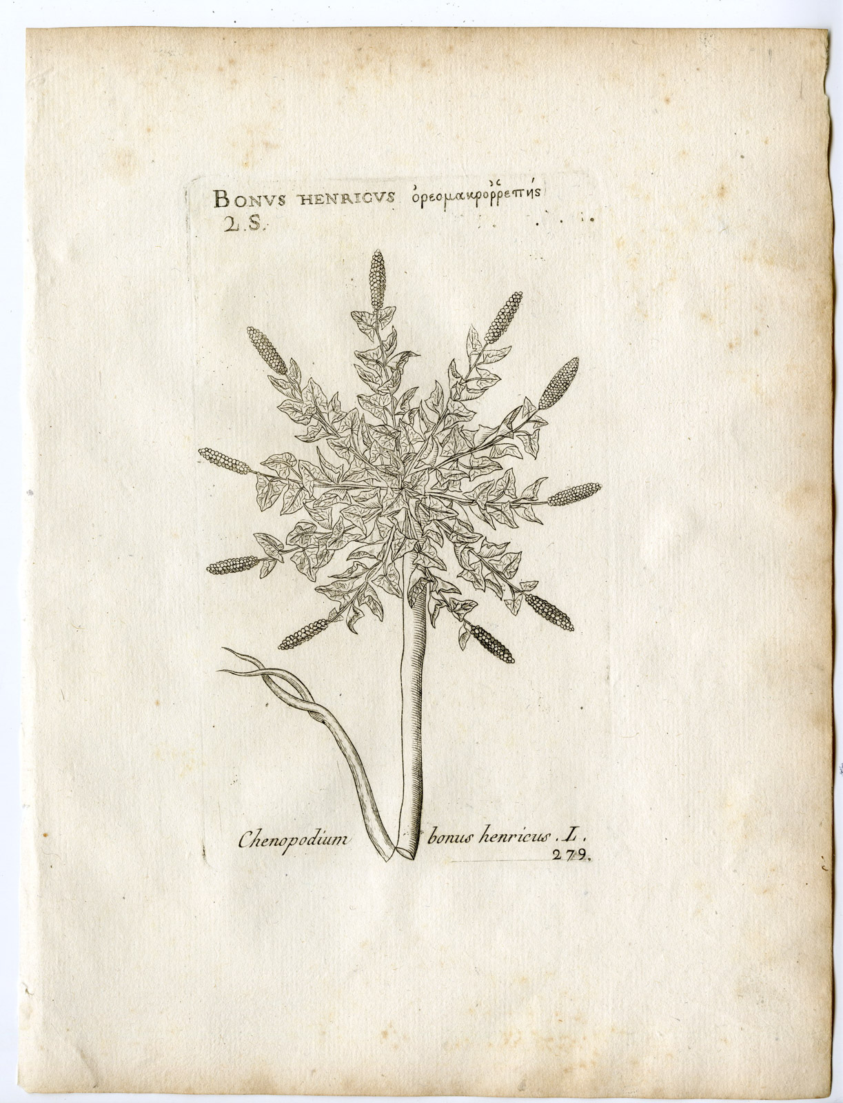 , Rare-Antique Print-BLITUM BONUS HENRICUS-GOOSEFOOT-Belleval-1796, Pictura Antique Prints