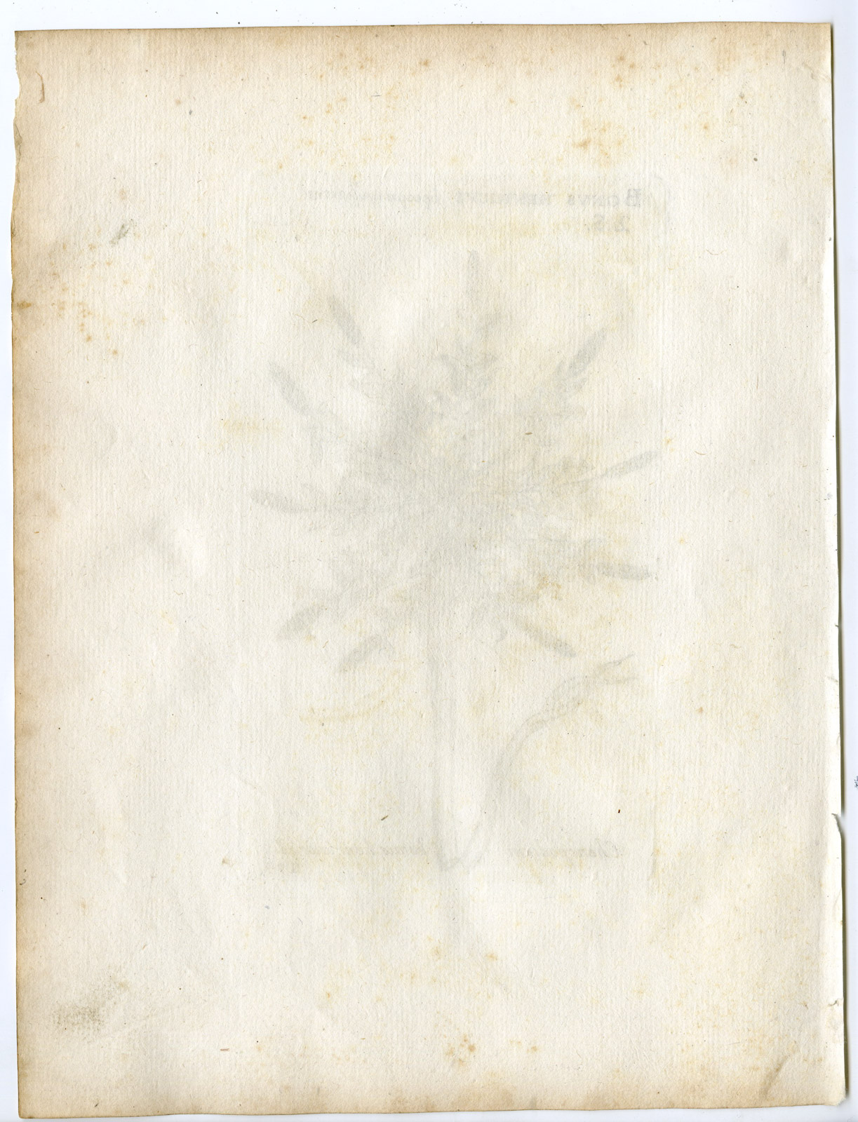 , Rare-Antique Print-BLITUM BONUS HENRICUS-GOOSEFOOT-Belleval-1796, Pictura Antique Prints