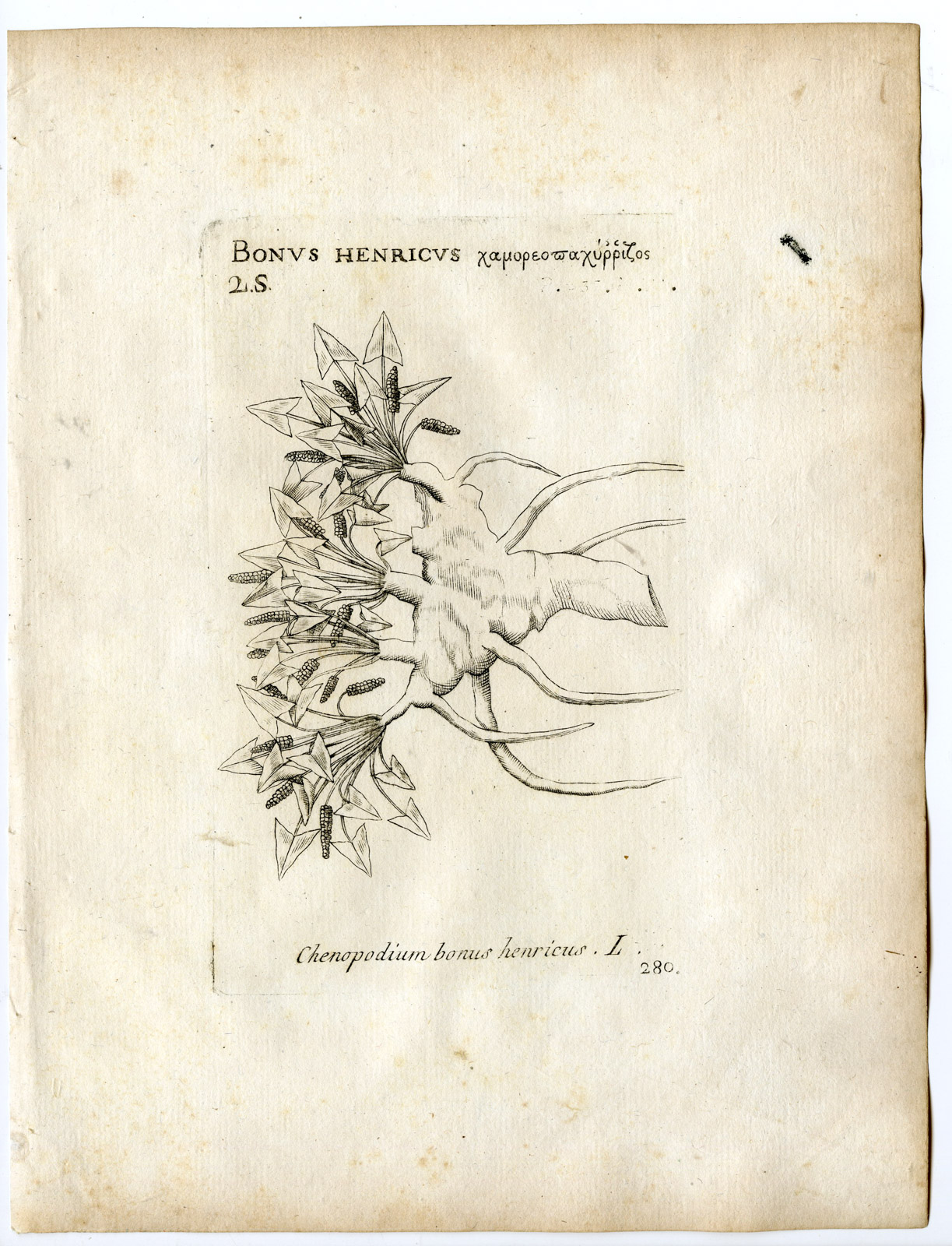 , Rare-Antique Print-BLITUM BONUS HENRICUS-GOOSEFOOT-Belleval-1796, Pictura Antique Prints