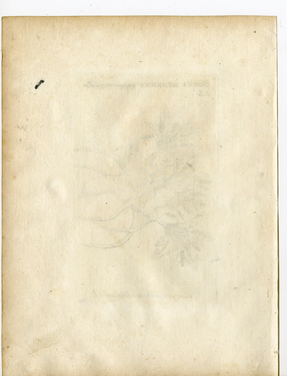 , Rare-Antique Print-BLITUM BONUS HENRICUS-GOOSEFOOT-Belleval-1796, Pictura Antique Prints