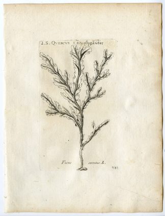 Rare-Antique Print-FUCUS SERRATUS-TOOTHED WRACK-Belleval-1796