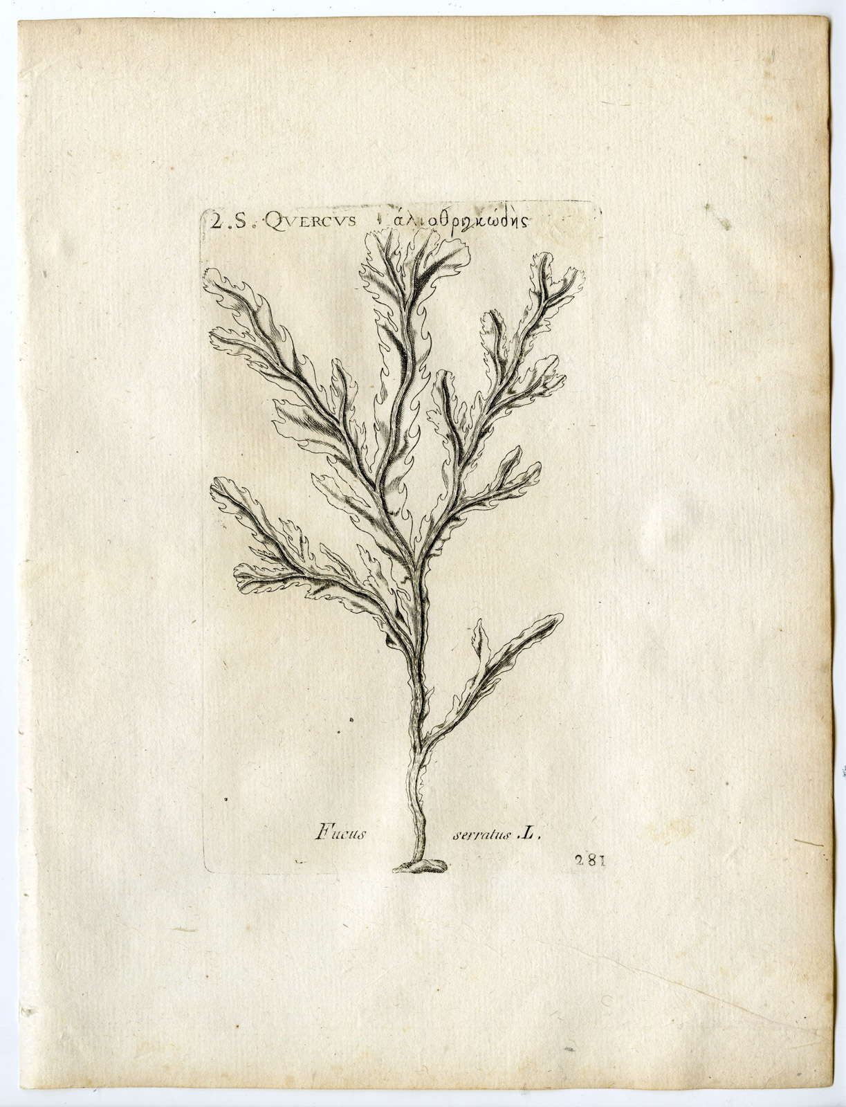Pco 22459 416x544 Rare-Antique Print-FUCUS SERRATUS-TOOTHED WRACK-Belleval-1796