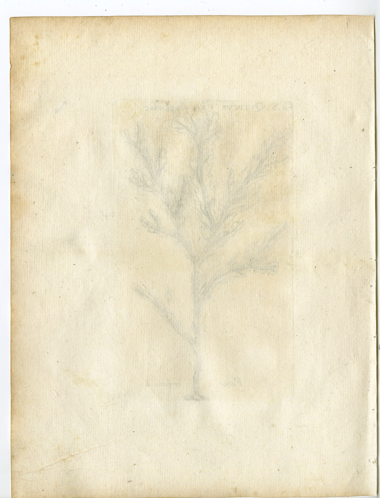 Pco 22460 416x544 Rare-Antique Print-FUCUS SERRATUS-TOOTHED WRACK-Belleval-1796 - Image 2