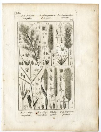 Rare-Antique Print-PLANT-GRASS-POACEAE-Belleval-1796
