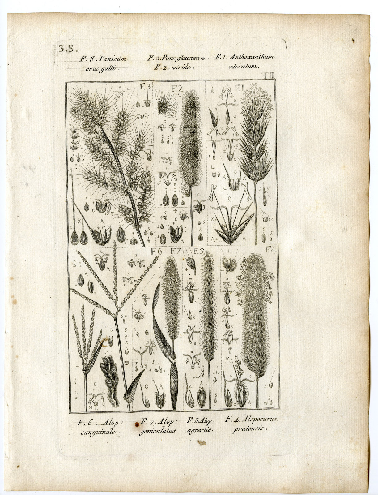 , Rare-Antique Print-PLANT-GRASS-POACEAE-Belleval-1796, Pictura Antique Prints