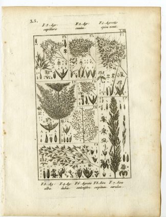 Rare-Antique Print-PLANT-GRASS-POACEAE-Belleval-1796