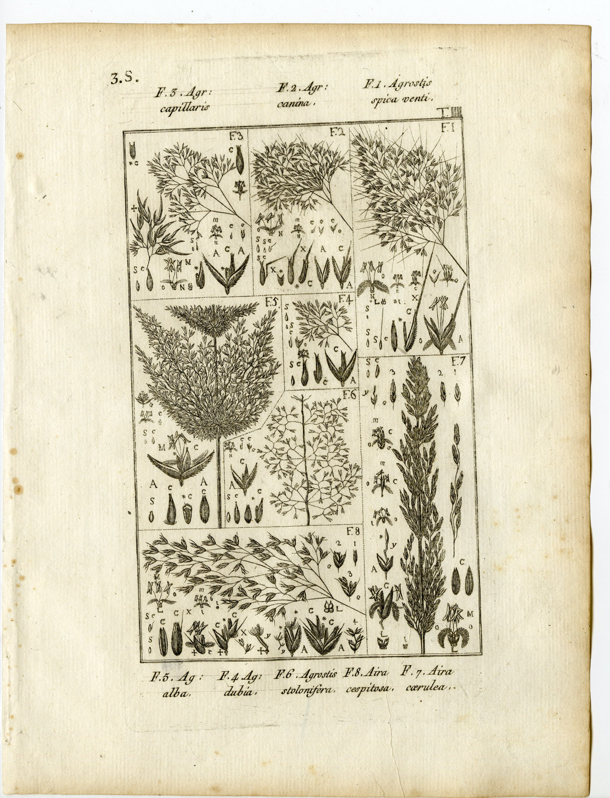 , Rare-Antique Print-PLANT-GRASS-POACEAE-Belleval-1796, Pictura Antique Prints