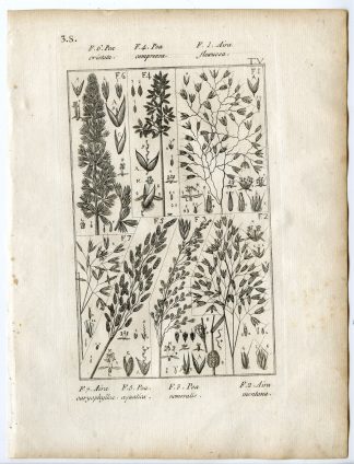Rare-Antique Print-PLANT-GRASS-POACEAE-Belleval-1796