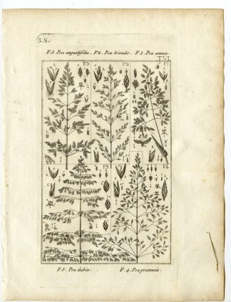 Rare-Antique Print-PLANT-GRASS-POACEAE-Belleval-1796