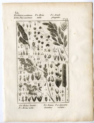 Rare-Antique Print-PLANT-GRASS-POACEAE-Belleval-1796