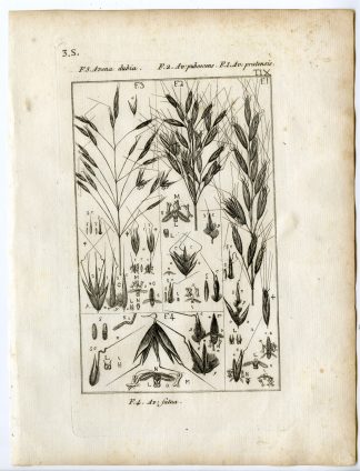 Rare-Antique Print-PLANT-GRASS-POACEAE-Belleval-1796