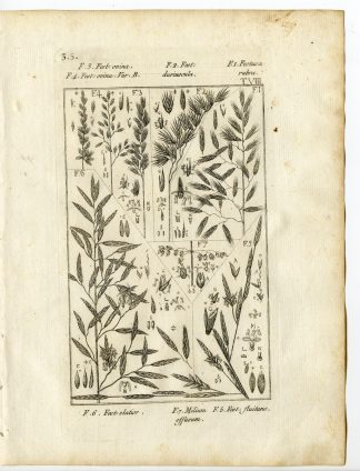 Rare-Antique Print-PLANT-GRASS-POACEAE-Belleval-1796