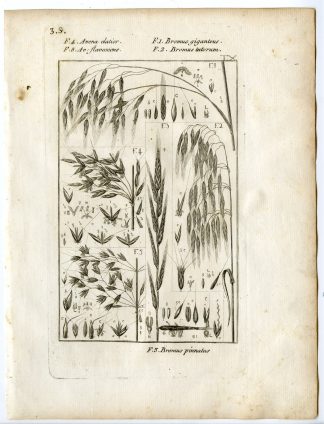 Rare-Antique Print-PLANT-GRASS-POACEAE-AVENA-Belleval-1796
