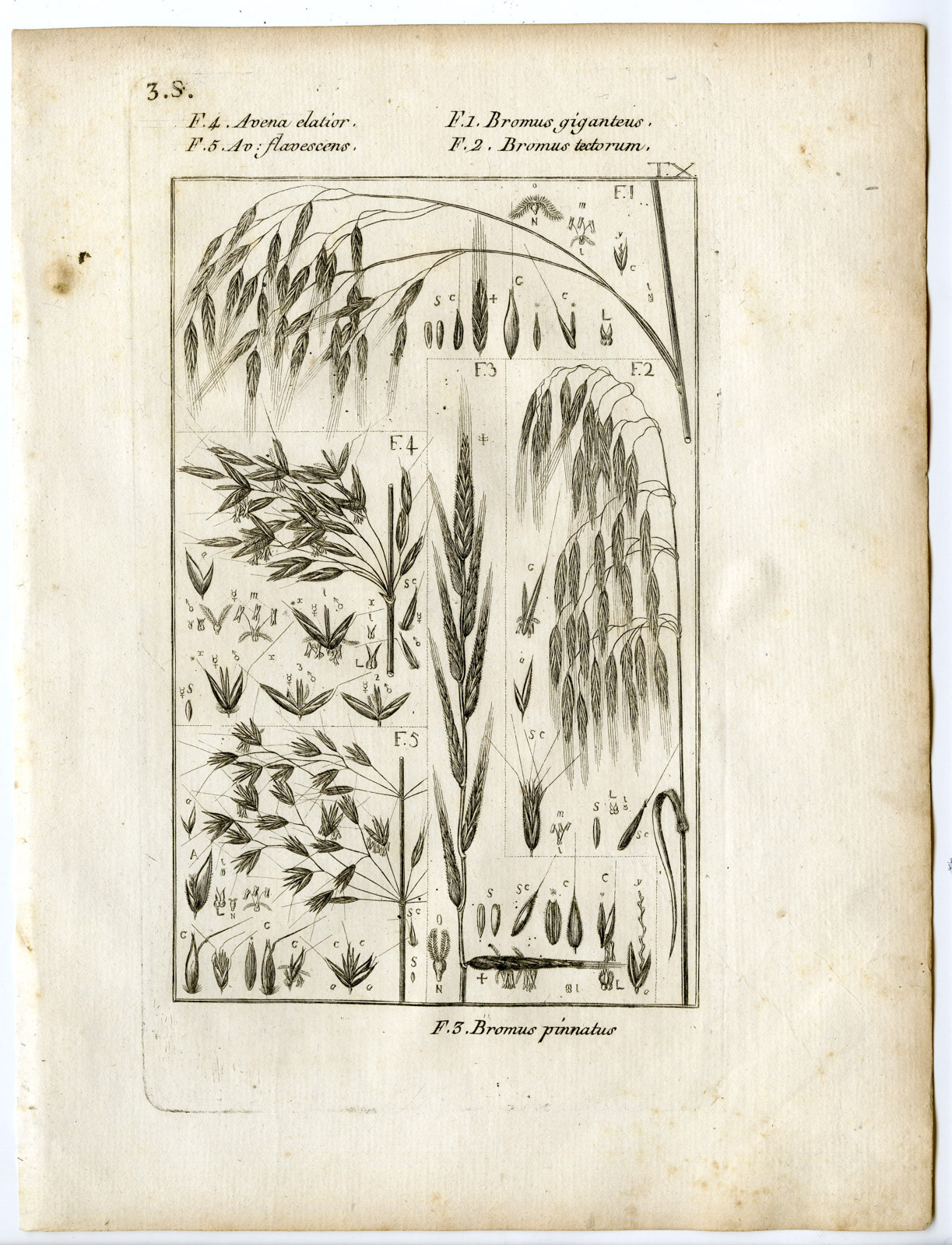 , Rare-Antique Print-PLANT-GRASS-POACEAE-AVENA-Belleval-1796, Pictura Antique Prints