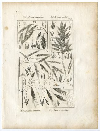 Rare-Antique Print-PLANT-GRASS-POACEAE-BROME-Belleval-1796
