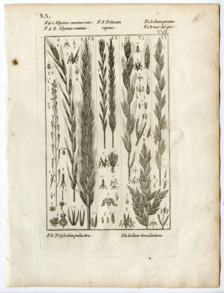 Rare-Antique Print-PLANT-GRASS-POACEAE-LOLIUM-Belleval-1796