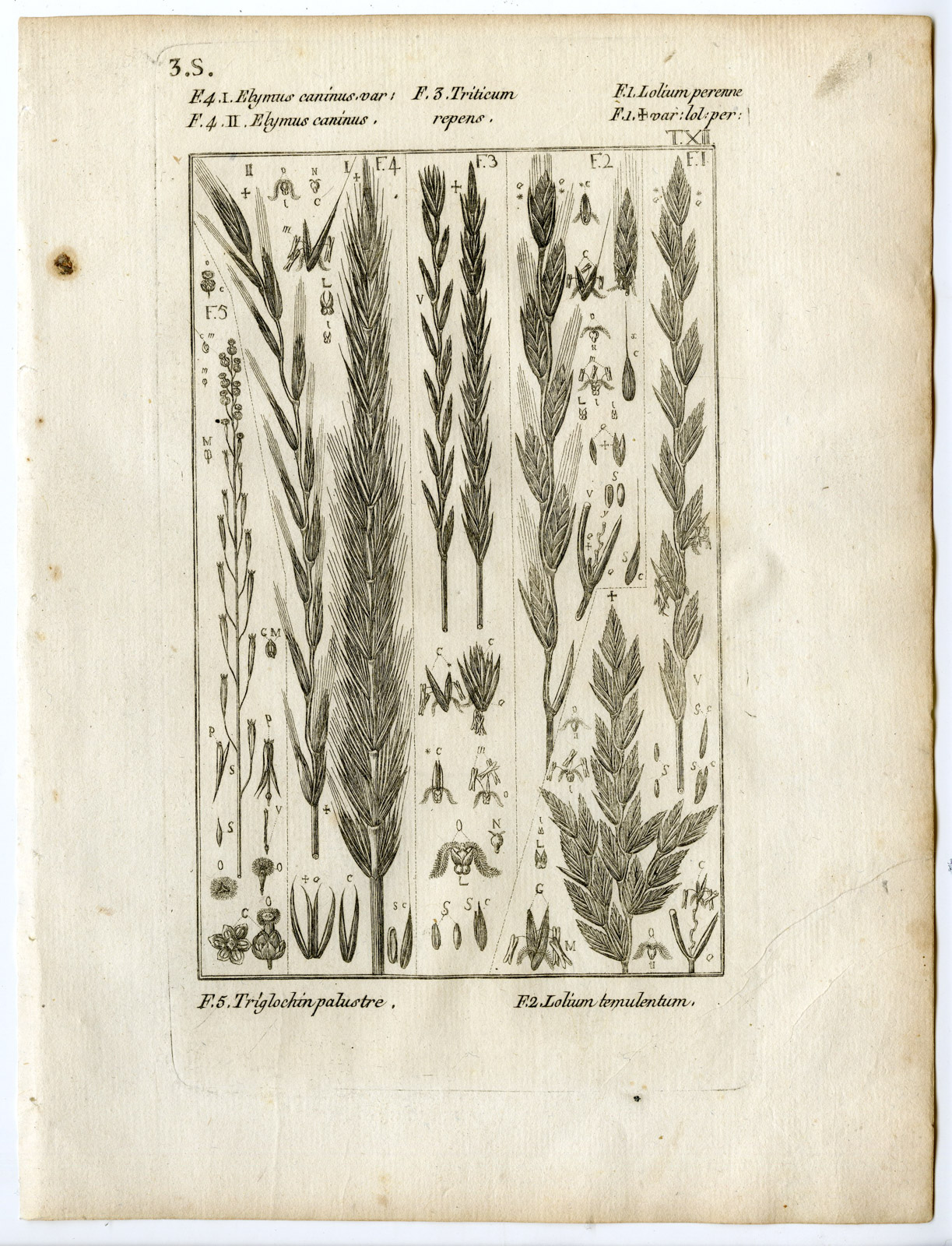 Pco 22485 416x544 Rare-Antique Print-PLANT-GRASS-POACEAE-LOLIUM-Belleval-1796