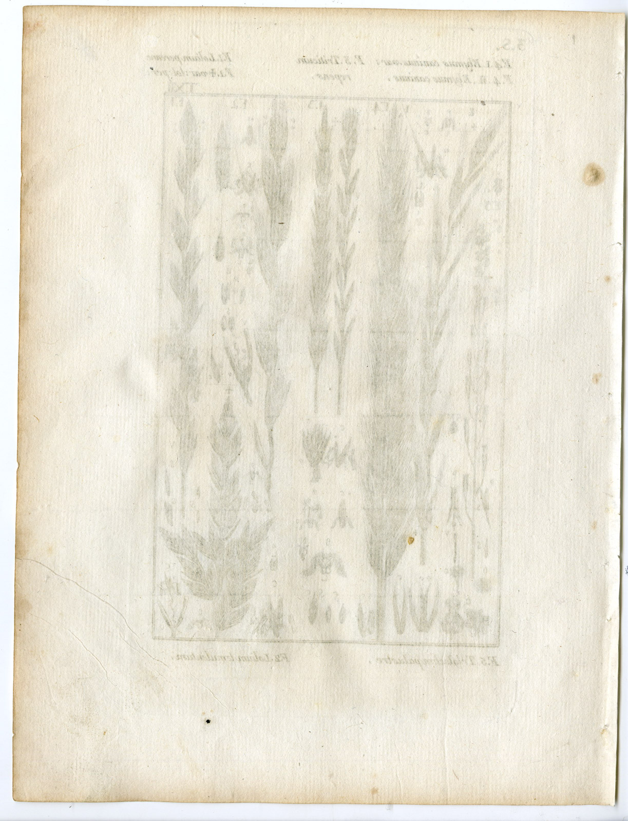 Pco 22486 416x544 Rare-Antique Print-PLANT-GRASS-POACEAE-LOLIUM-Belleval-1796 - Image 2