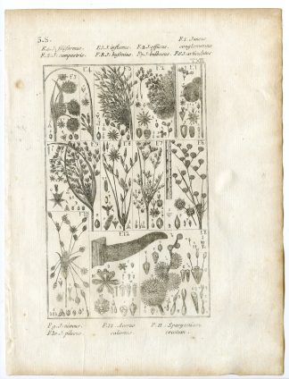 Rare-Antique Print-PLANT-GRASS-JUNCACEAE-RUSH-Belleval-1796