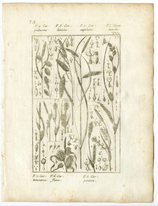 Rare-Antique Print-PLANT-GRASS-CYPERACEAE-CAREX-Belleval-1796