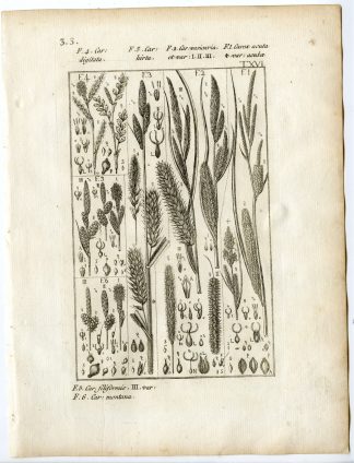 Rare-Antique Print-PLANT-GRASS-CYPERACEAE-CAREX-Belleval-1796