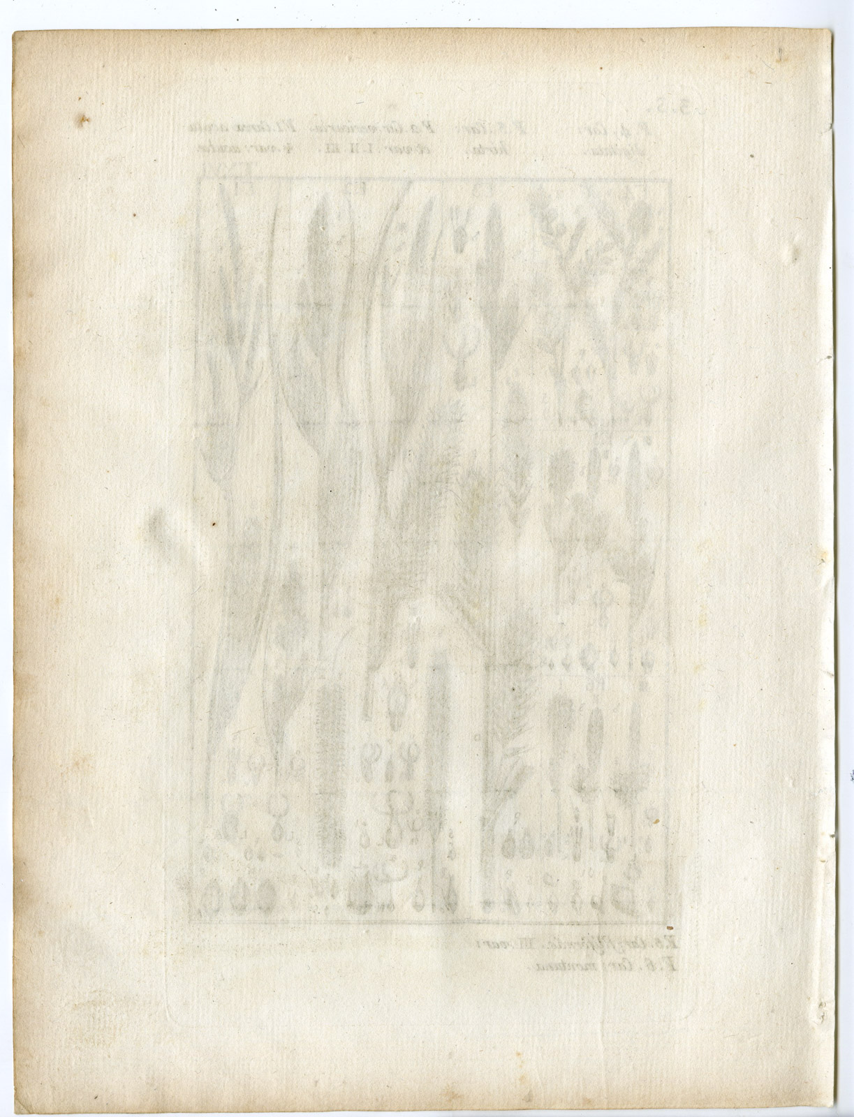 Pco 22494 416x544 Rare-Antique Print-PLANT-GRASS-CYPERACEAE-CAREX-Belleval-1796 - Image 2