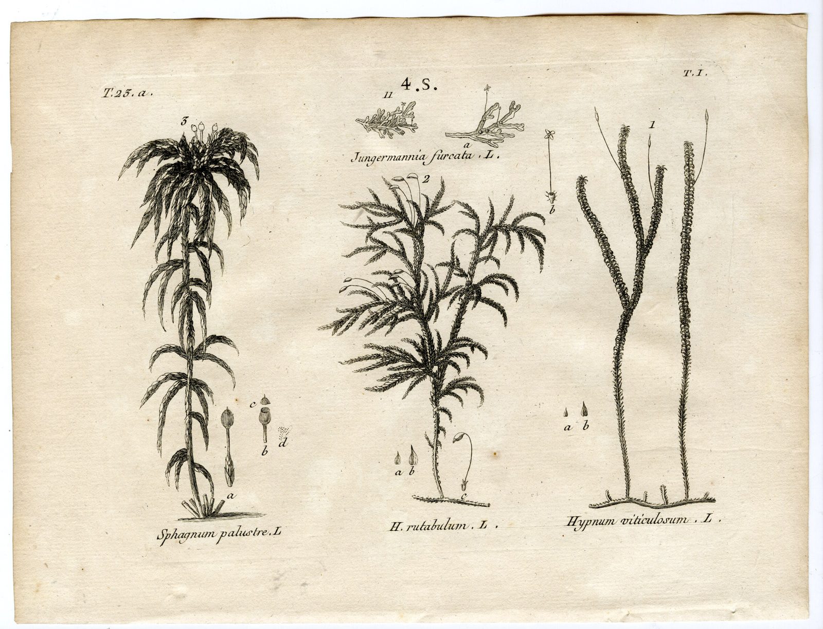 , Rare-Antique Print-PLANT-MOSS-SPHAGNUM-HYPNUM-Belleval-1796, Pictura Antique Prints