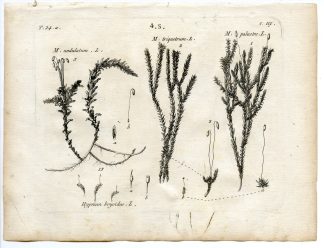 Rare-Antique Print-PLANT-MOSS-M. UNDULATUM-Belleval-1796