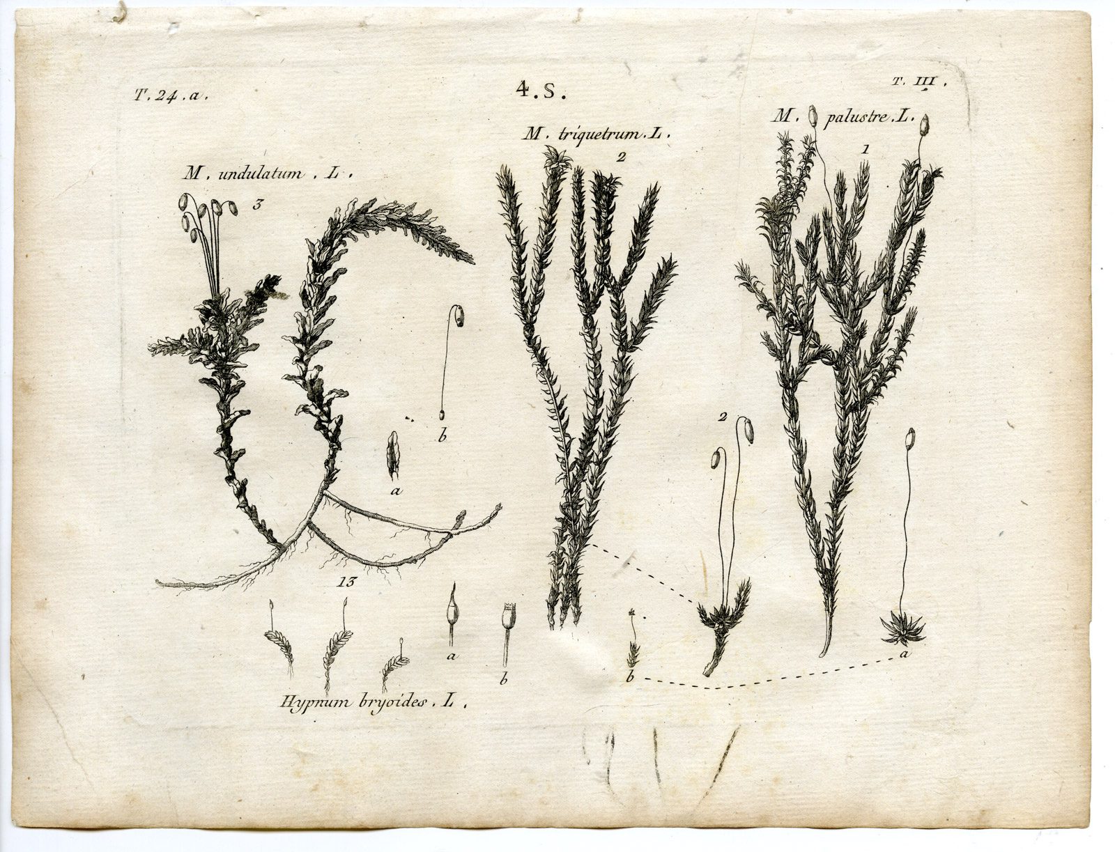 , Rare-Antique Print-PLANT-MOSS-M. UNDULATUM-Belleval-1796, Pictura Antique Prints