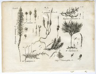 Rare-Antique Print-PLANT-MOSS-POLYTRICHACEAE-Belleval-1796