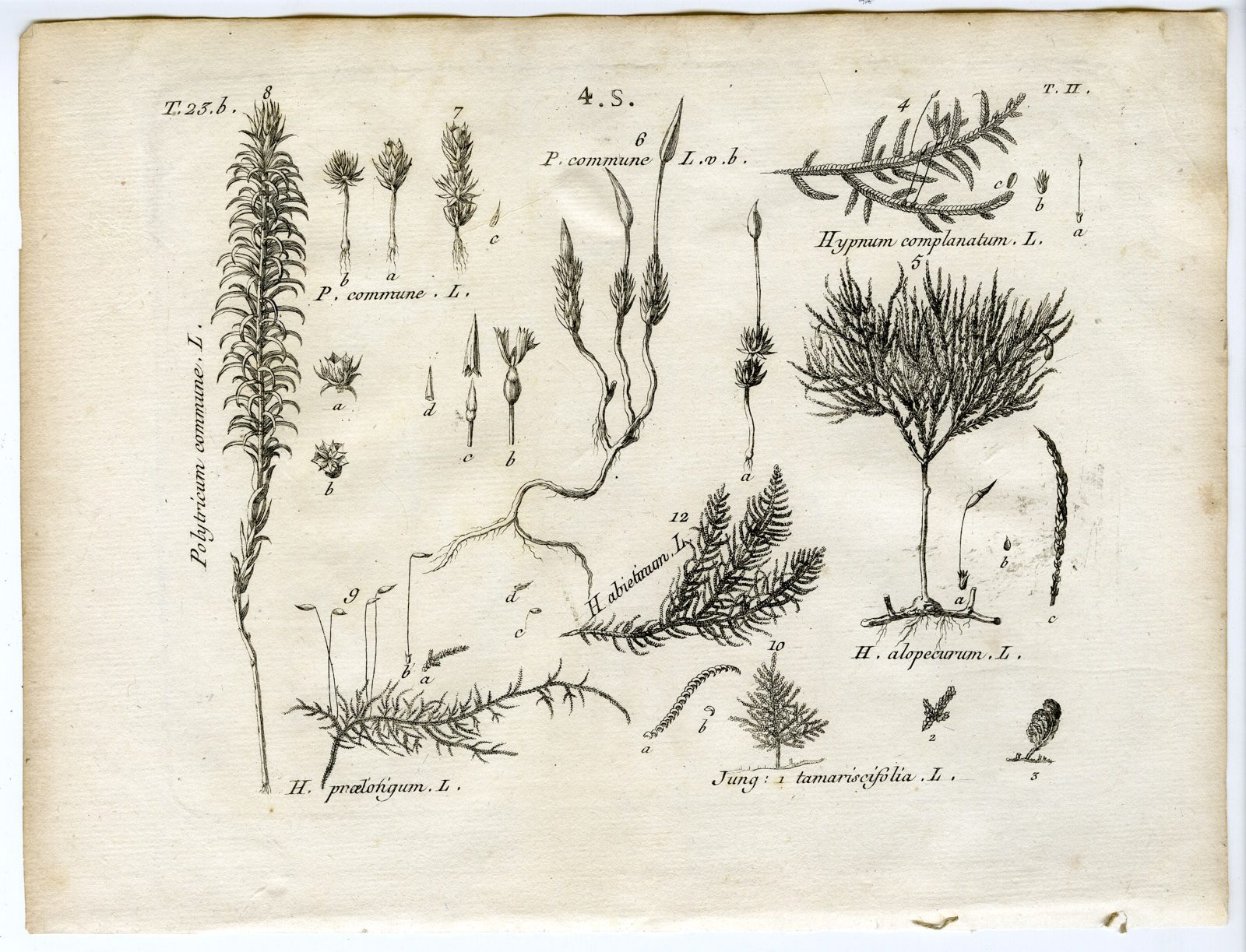 , Rare-Antique Print-PLANT-MOSS-POLYTRICHACEAE-Belleval-1796, Pictura Antique Prints