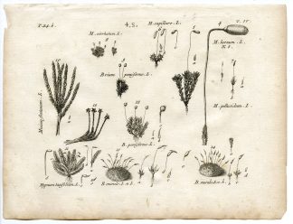Rare-Antique Print-PLANT-MOSS-BRYACEAE-MNIACEAE-Belleval-1796