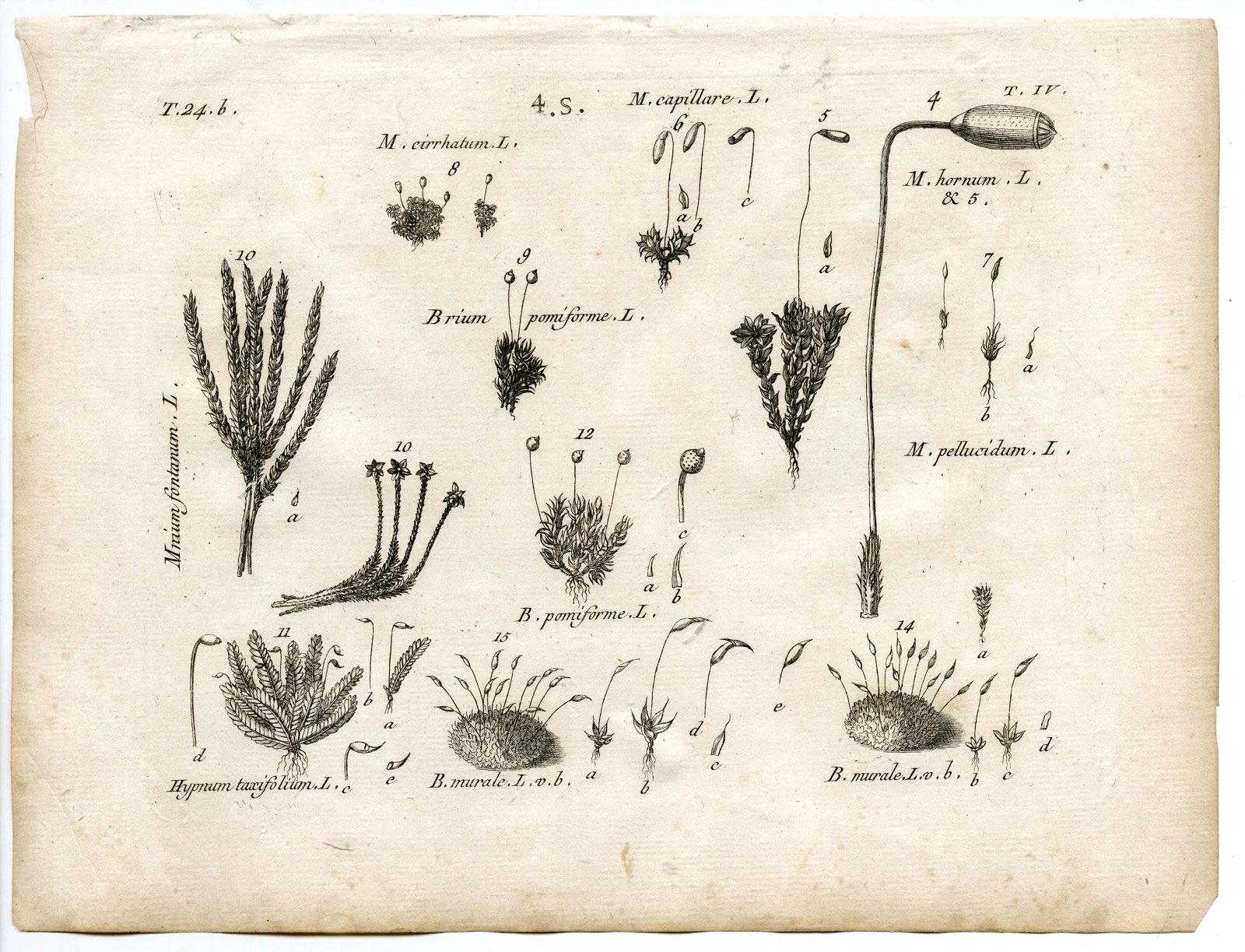 , Rare-Antique Print-PLANT-MOSS-BRYACEAE-MNIACEAE-Belleval-1796, Pictura Antique Prints