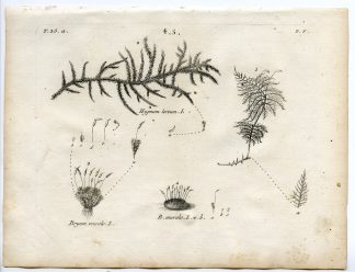Rare-Antique Print-PLANT-MOSS-BRYACEAE-HYPNACEAE-Belleval-1796