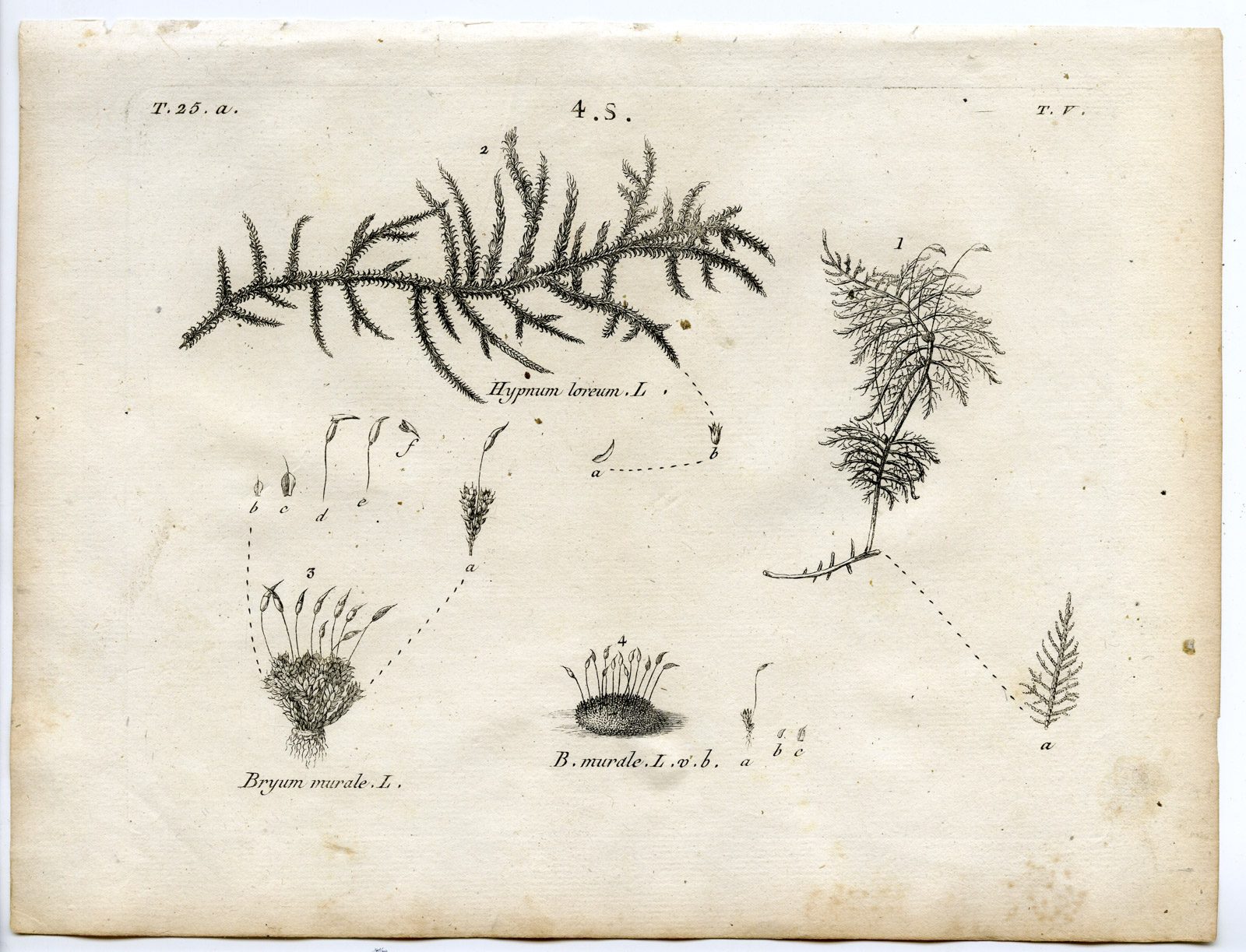 , Rare-Antique Print-PLANT-MOSS-BRYACEAE-HYPNACEAE-Belleval-1796, Pictura Antique Prints