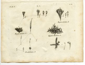 Rare-Antique Print-PLANT-MOSS-BRYACEAE-HYPNACEAE-Belleval-1796