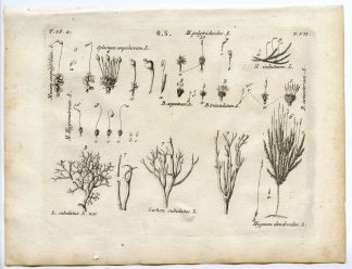 Rare-Antique Print-PLANT-MOSS-LICHEN-ALGAE-Belleval-1796